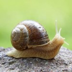 lumaca